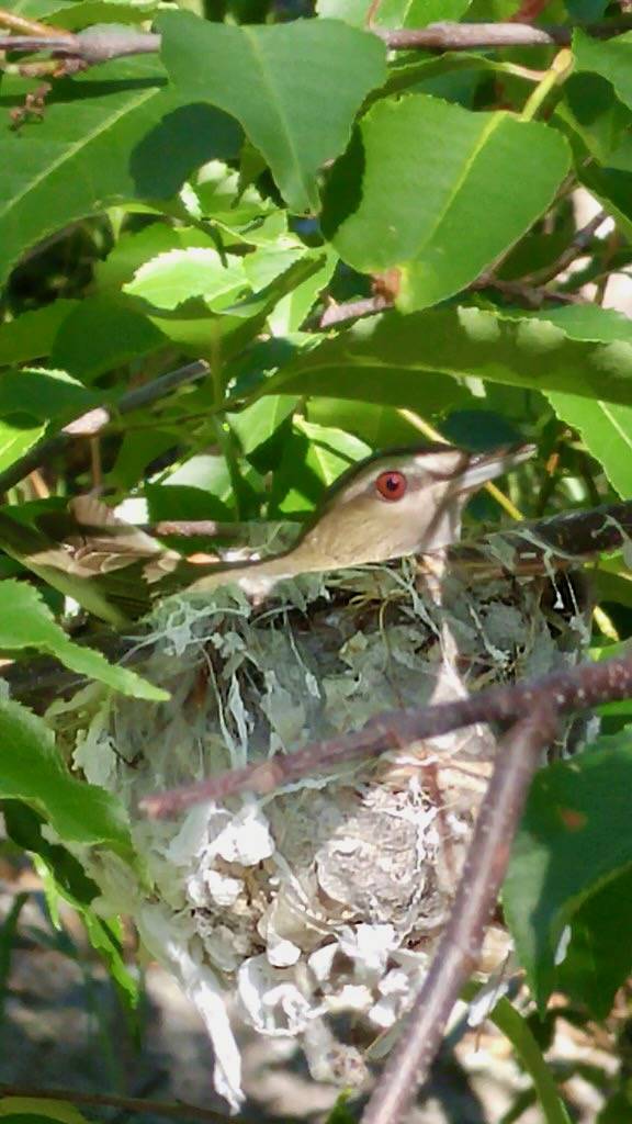 red-eyed vireo by molajen is licensed under CC BY 2.0.